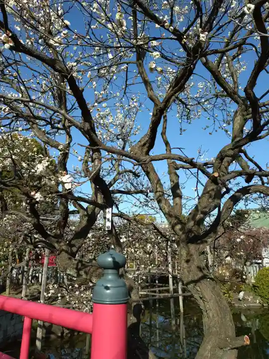 亀戸天神社(東京都)