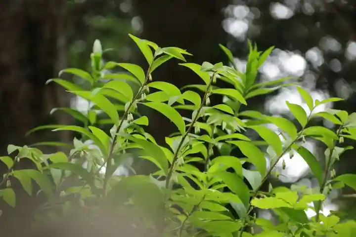 鹿島大神宮の自然