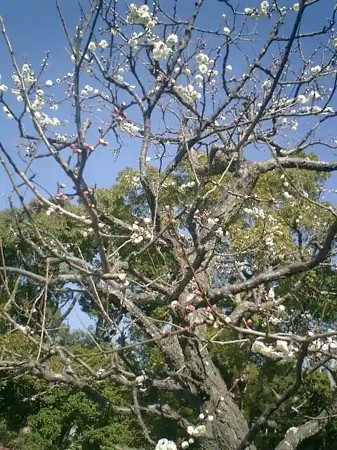 鶴岡八幡宮の自然