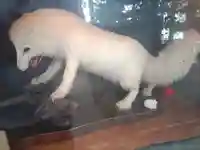 開運招福 飯玉神社(群馬県)