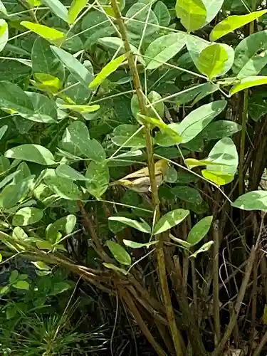 京都乃木神社の動物