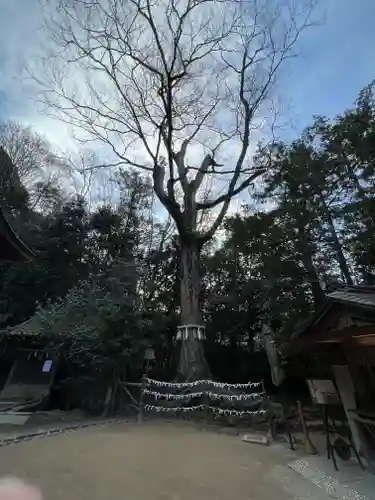 宇治上神社の自然