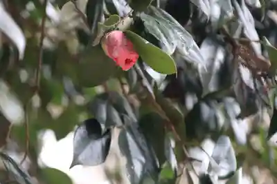 多賀神社の自然