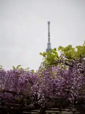 亀戸天神社(東京都)