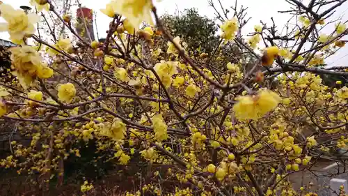 板倉雷電神社の自然