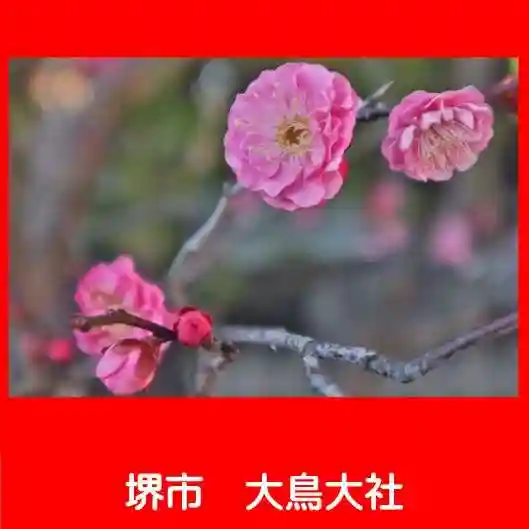 和泉國一之宮 大鳥大社の自然