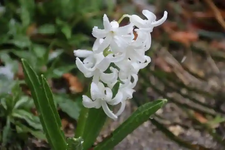 阿邪訶根神社の庭園