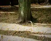 三津厳島神社の自然