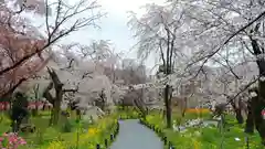 平野神社の自然