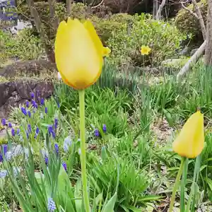 豊景神社の自然(2020年04月22日(水) 06時35分16秒投稿)
