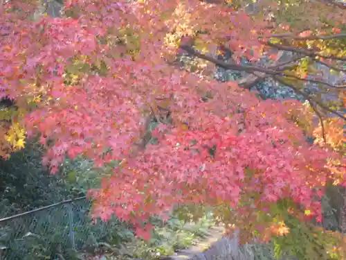 理智光寺跡（理智光寺址）＜史跡＞の自然