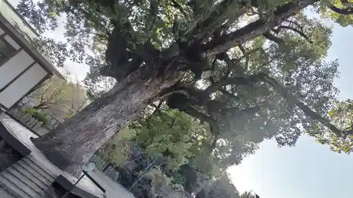 平野神社(京都府)