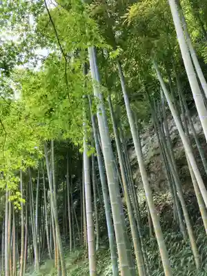 長壽寺（長寿寺）の自然