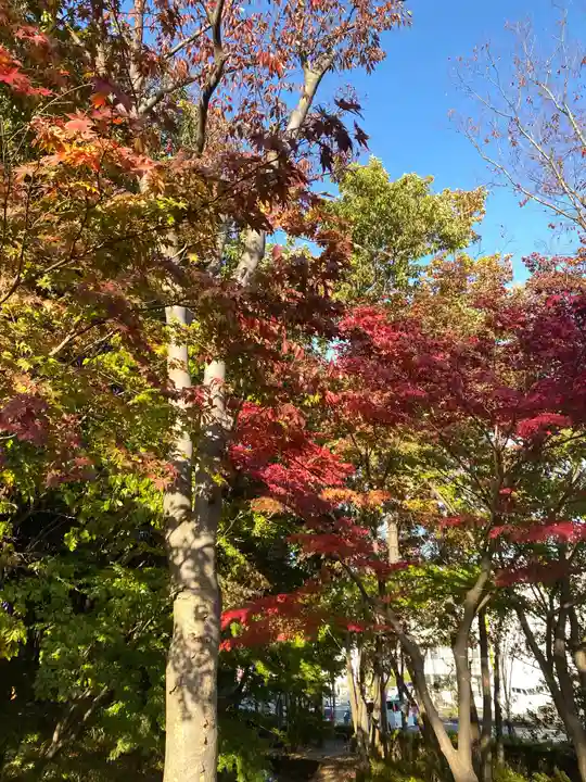 茅ヶ崎杉山神社の自然