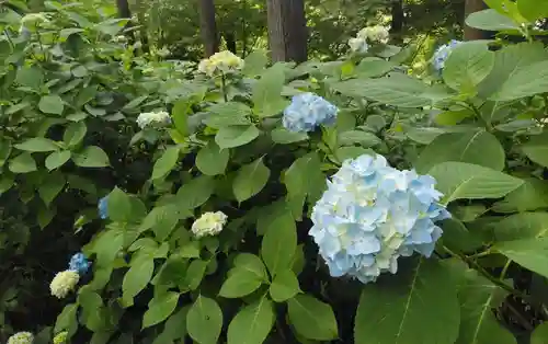 呑山観音寺の自然