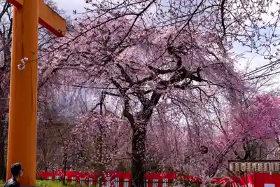 平野神社(京都府)