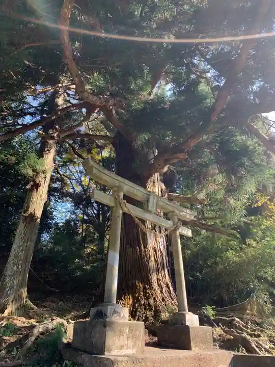 妙見神社の鳥居