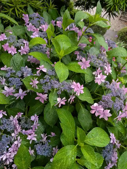 藥王寺(東京都)