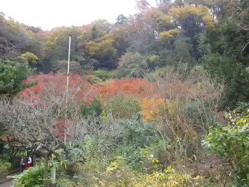 黄梅院（円覚寺塔頭）の自然