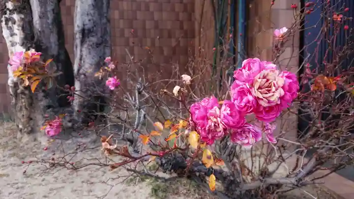 神明社(国府宮神明社)の自然