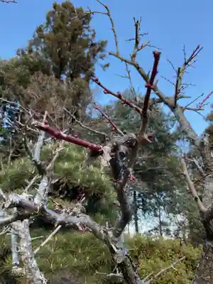 古井の天狗山(岐阜県)
