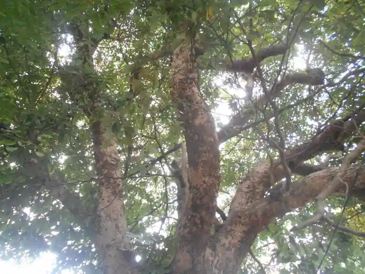 正一位稲荷大明神(築山稲荷社)の自然