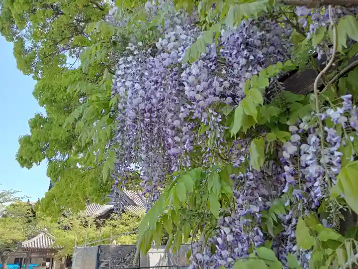 金剛宝寺(紀三井寺)(和歌山県)