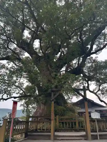 蒲生八幡神社の{uncategorized: "未分類", other: "その他", undefined: "問題あり", building: "その他建物", grave: "お墓", sacred_gate: "鳥居", guardian: "狛犬", statue: "像", buddha: "仏像", history: "歴史", nature: "自然", garden: "庭園", animal: "動物", pagoda: "塔", temizu: "手水舎", mountain_gate: "山門・神門", sanctuary: "本殿・本堂", subordinate: "末社・摂社", art: "芸術", scenery: "景色", jizo: "地蔵", ema: "絵馬", goshuin: "御朱印", omikuji: "おみくじ", items: "授与品その他", amulet: "お守り", goshuincho: "御朱印帳", eats: "食事", festival: "お祭り", votive_dance: "神楽", shichigosan: "七五三参", wedding: "結婚式", experience: "体験その他", initially: "初詣", around: "周辺", anti_infection: "感染症対策"}