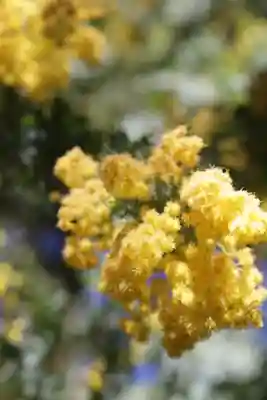 蔵前神社(東京都)