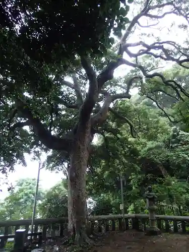 甘縄神明神社（甘縄神明宮）の庭園