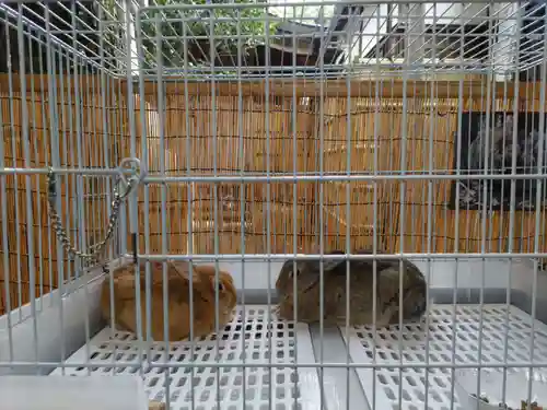 太子堂八幡神社の動物