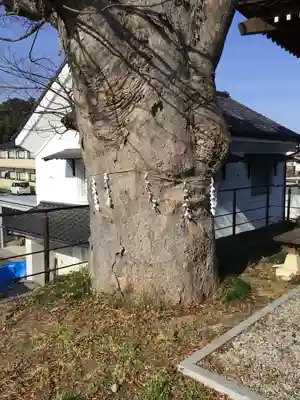 二階堂神社の自然