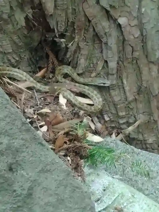白山神社(宮城県)