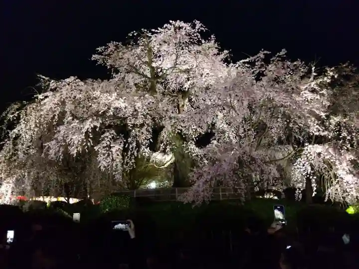 八坂神社(祇園さん)の自然