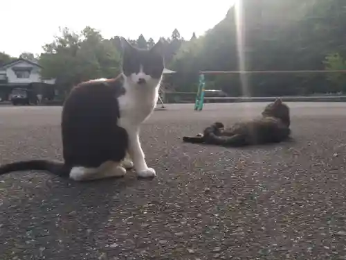 御誕生寺（猫寺）(福井県)