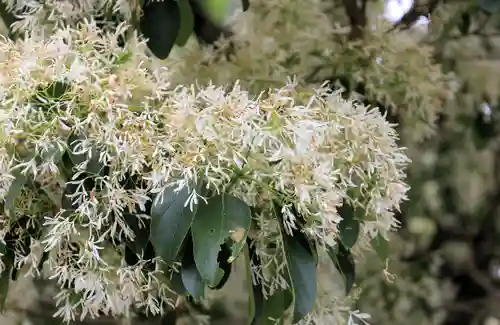 沙沙貴神社(滋賀県)