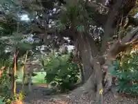 天満宮(千葉県)