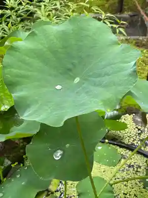 勝林寺(京都府)