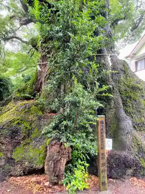 五所神社の自然