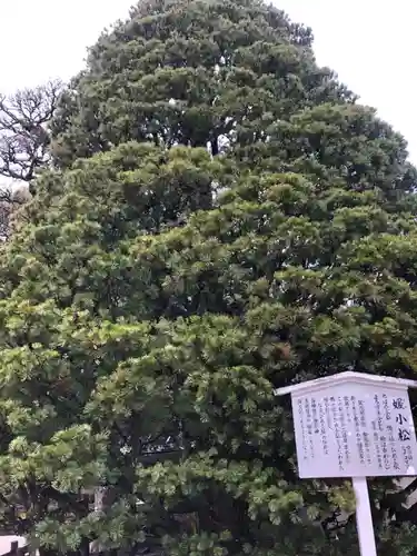 賀茂御祖神社（下鴨神社）(京都府)