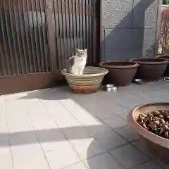 大法寺の動物