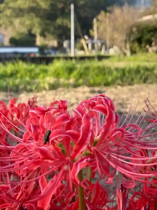 高祖神社の自然