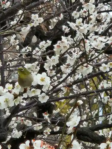 松山神社(大阪府)