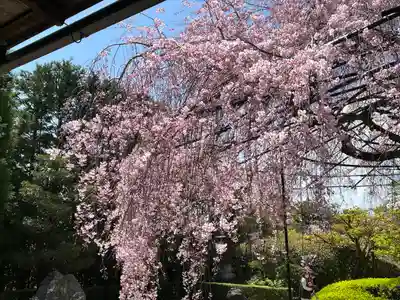 退蔵院(京都府)