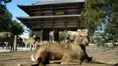 東大寺の動物