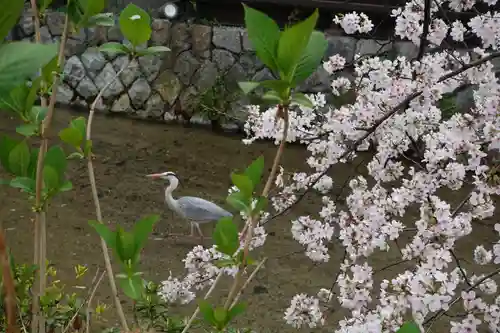 辰巳大明神の動物