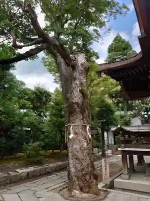 大将軍八神社(京都府)