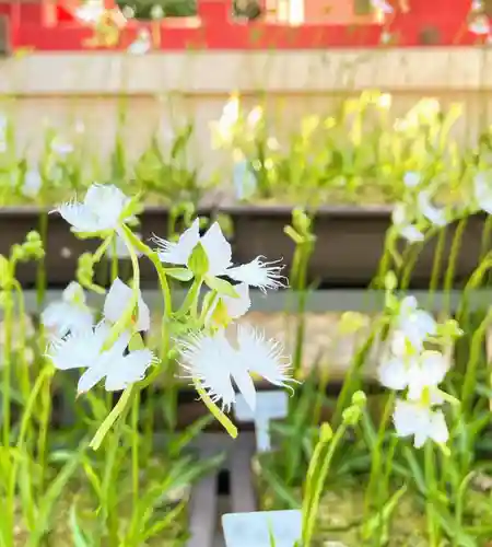 越谷香取神社の自然