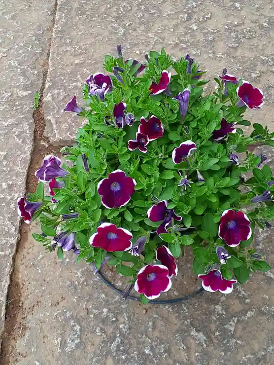 伏木香取神社(茨城県)