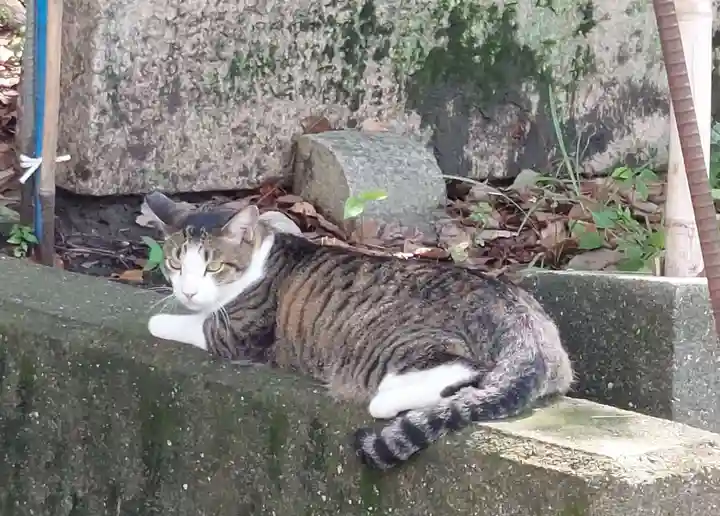 刺田比古神社の動物